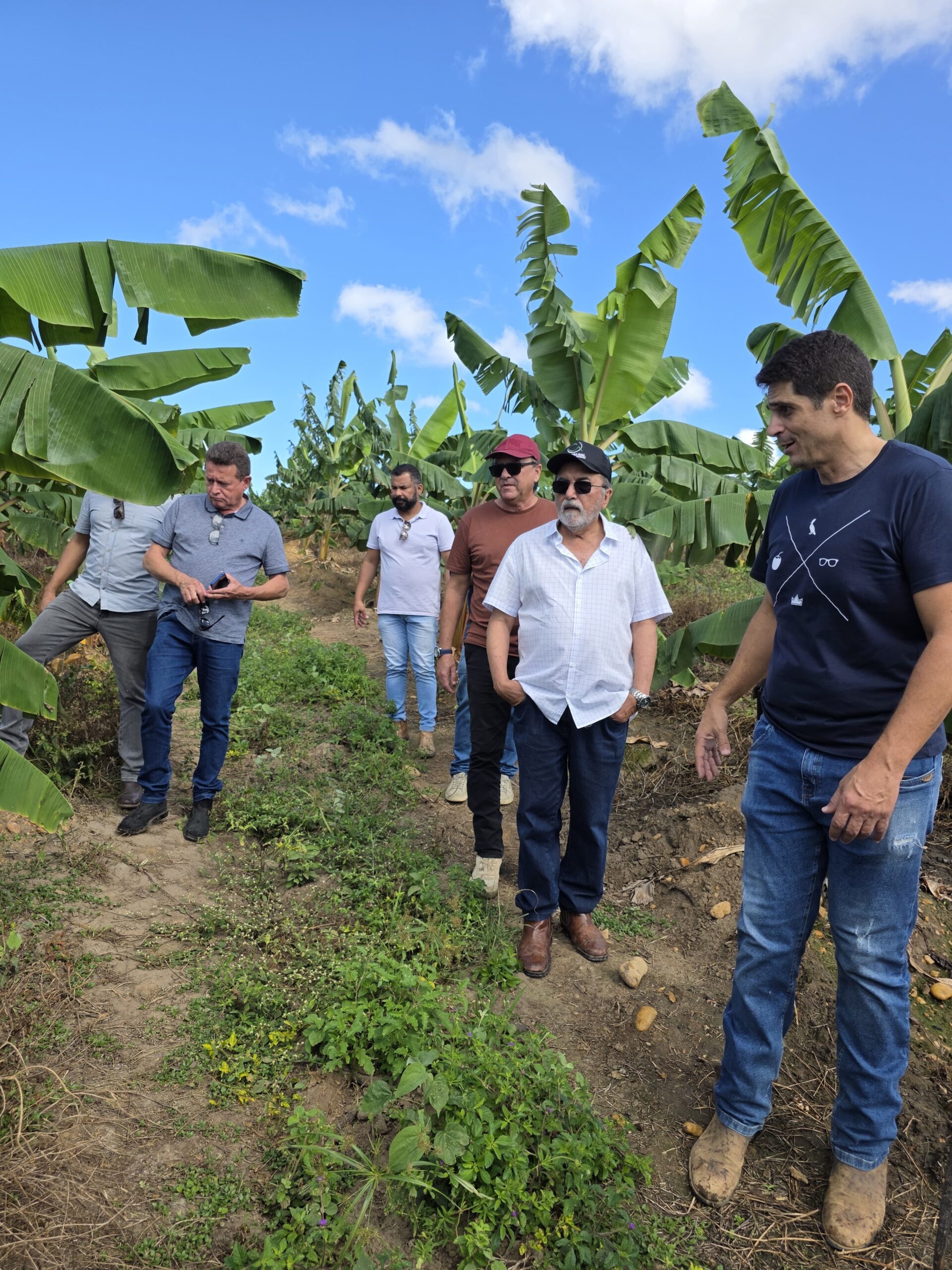 Cultivo de banana da terra demonstra todo potencial do agronegócio de Itapetinga